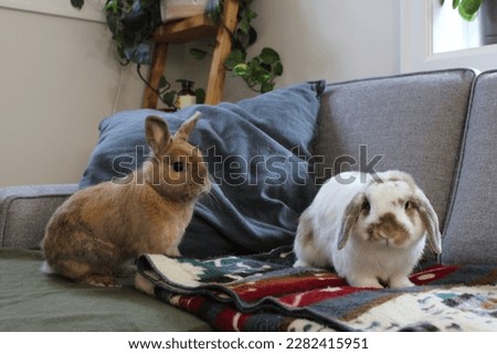 Two bunnies on the couch