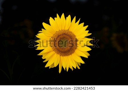 A perfect sunflower isolated with a black background.