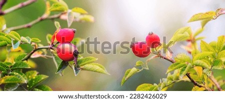 Dog rose fruits (Rosa canina) in nature. Red rose hips on bushes Royalty-Free Stock Photo #2282426029