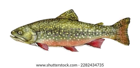 Watercolor brook trout (Salvelinus fontinalis). Hand drawn fish illustration isolated on white background.