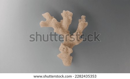 White decorative coral on gray background