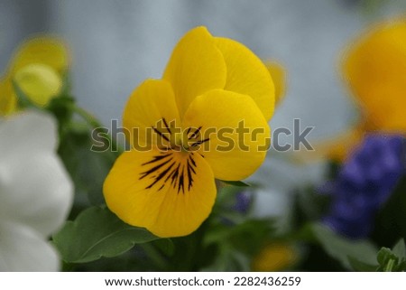 Close up of a Yellow Pansy