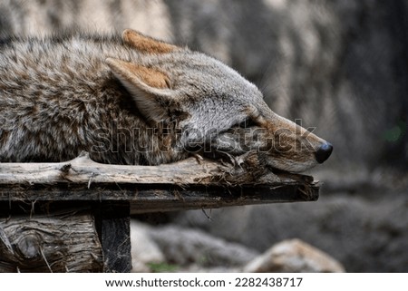 Wolf resting on dreary day Royalty-Free Stock Photo #2282438717