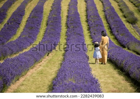 A young  mother wearing a yellow jumpsuit dress and sunglasses, and her daughter wearing a blue dress and straw hat hold hands as they walk along a lavender field in a sunny day of Summer in Scotland