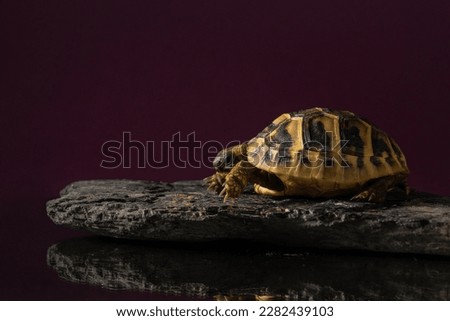 Baby turtle sits on a textured dark stone. Hermann's tortoise in the studio on a dark purple background with reflection. Beautiful portrait of reptile. High quality photo of Testudo hermanni