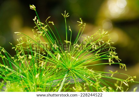 Flower grass under soft sunshine