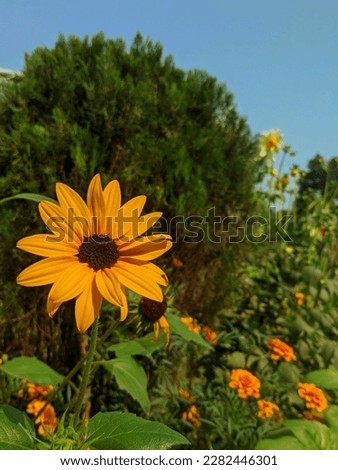 A beautiful sunflower picture with beautiful day.