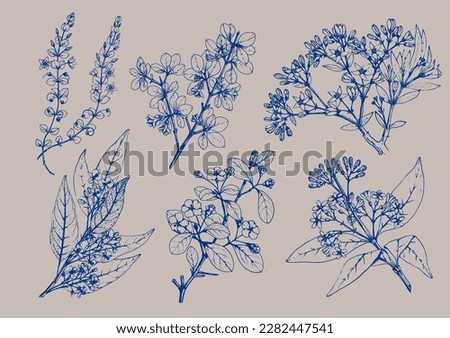 Botanical flowers drawing illustration vector elements. Classic antique vintage feel. Royalty-Free Stock Photo #2282447541