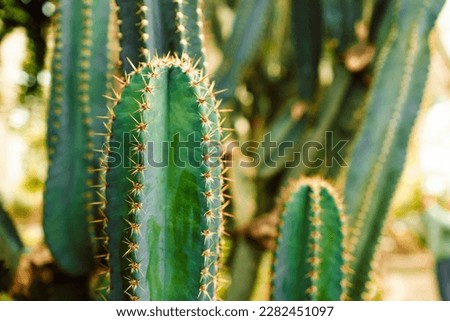 Big long cactus in the pots. Funny cactus for home decoration. Fluffy cactus with long needles. Beautiful interior object. Cactus between stones. Cacti in a flower pot. High quality photo Royalty-Free Stock Photo #2282451097