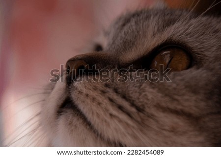 The nose of a cute British cat with amber eyes, silver tabby color, close-up. A beautiful cat looks to the left. Side view. Pinkish background.
