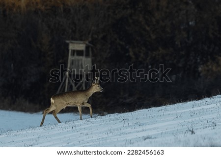A roe deer walking on a snowy meadow, led by a forest.