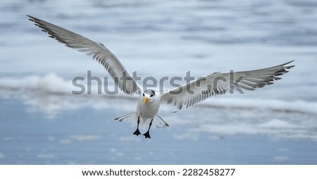 Royal Tern, Thalasseus maximus, Florida, United State Royalty-Free Stock Photo #2282458277