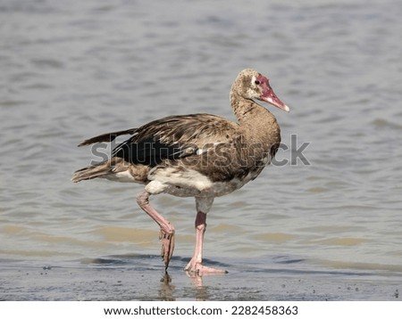 Spur-winged Goose, Plectropterus gambensis, immature, in water, Tanzaina, Africa