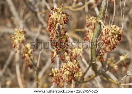 The ash-leaved maple blooms, or American maple (lat. Acer negundo), inflorescences dissolve. Spring.