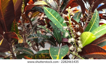 Croton garden also known as Codiaeum Variegatum. Plants. Colorful leaves, seasonal background and texture. Top view. Flat lay. Copy space.