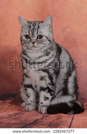 British Shorthair Cat It is one of the most ancient cat breeds known. Royalty-Free Stock Photo #2282467277