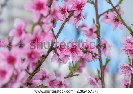 Macro picture of almond tree with flooming flowers