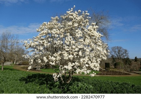 Magnolia denudata 'Giubiasco' in flower.