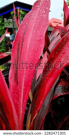 This picture take in raining looking so beautiful plant I hope you all like this picture thank you