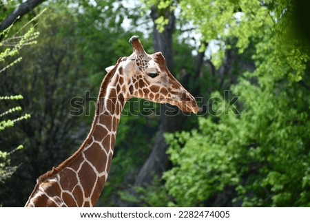 Giraffe standing in the wooded trees