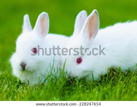 Funny baby white rabbit in grass