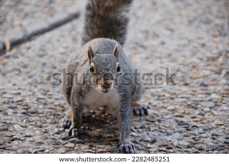 Close up of a squirrel posed on a sidewalk