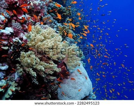 Vivid healthy tropical reef with corals and fish swimming in the blue ocean. Scuba diving on the reef wall, underwater photography. Marine life in the blue. Sea, coral and fish. Travel picture.