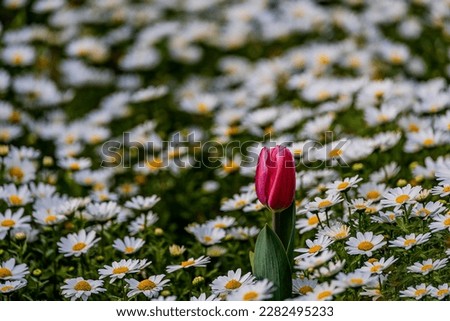pink tulip on a background of white daisies in a park garden on a spring day