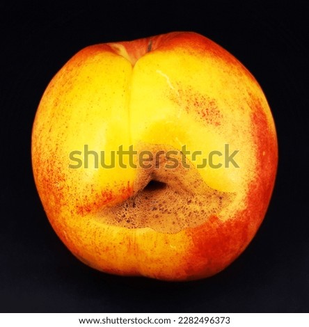 Looking for a high-quality image of an apple with scab for your website, blog or marketing materials? Look no further than this stunning stock photo, showcasing the distinctive markings and discolorat
