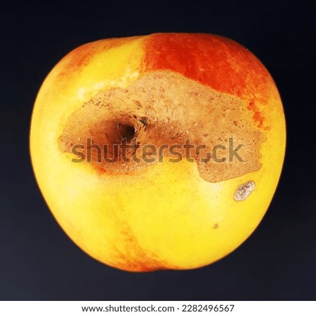 Looking for a high-quality image of an apple with scab for your website, blog or marketing materials? Look no further than this stunning stock photo, showcasing the distinctive markings and discolorat