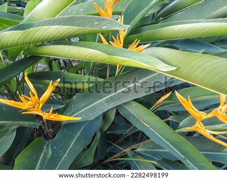 Heliconia psittacorum or Heliconia Golden Torch or False Bird of Paradise Flower. Exotic tropical flowers in the jungle garden with leaves background. 