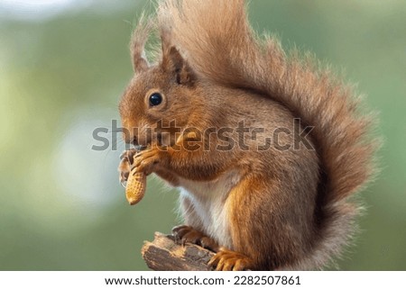 Scottish red squirrel eating a monkey nut in the woods 