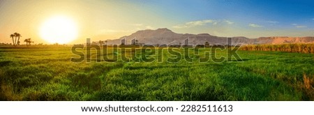  green field at sunset time, Luxor, Egypt Royalty-Free Stock Photo #2282511613