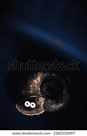 Still life of snail shell with artificial eyes on a dark background. Concept of fear.  The concept of solitude and seclusion. Loneliness is a choice