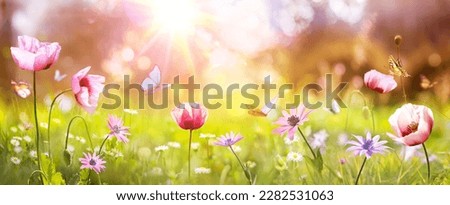Spring - Sunny Field With Poppies And Daisies Flowers On Grass With Abstract Defocused Landscape