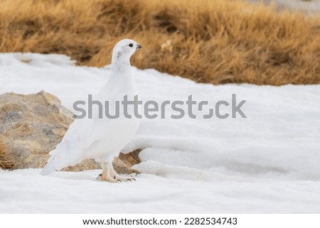 White-tailed ptarmigan (Lagopus muta) in winter, in the Pyrenees