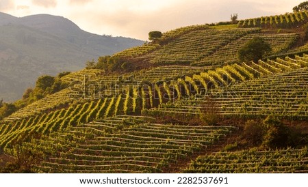 Bolivian vineyards. The valleys where these vineyards grow are located between 1,700 and 3,000 m a.s.l. The characteristic of Bolivian wines is that they are high altitude wines. Royalty-Free Stock Photo #2282537691