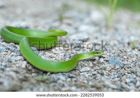 Smooth green snake from New Hampshire  Royalty-Free Stock Photo #2282539053