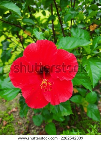 Hibiscus ornamental plant (Bunga sepatu) or Hibiscus rosa-sinensis