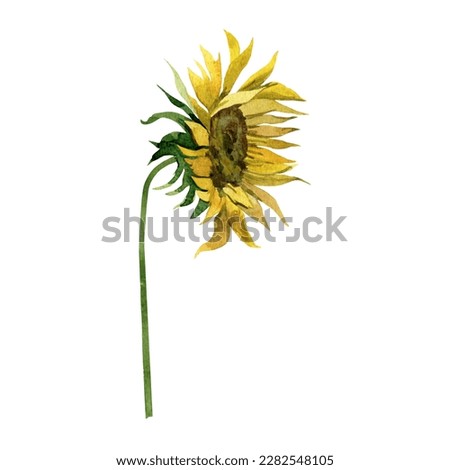 Watercolor clip art with sunflower, botanical illustration
