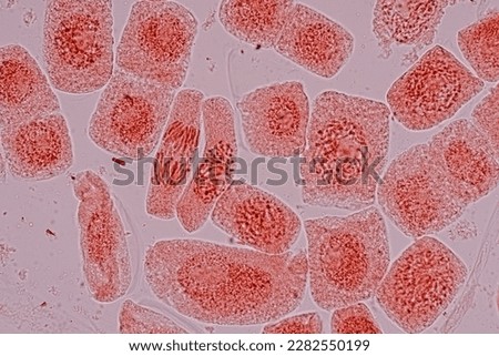 Root tip of Onion and Mitosis cell in the Root tip of Onion under a microscope.	 Royalty-Free Stock Photo #2282550199