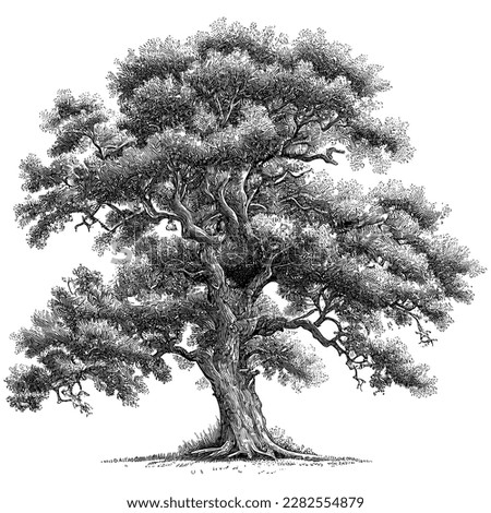 Hand Drawn Engraving Pen and Ink Old Oak Tree Vintage Vector Illustration	