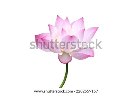 Pink Lotus flower isolated on white background with Clipping Paths.
 Royalty-Free Stock Photo #2282559157