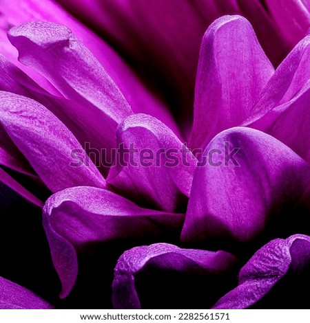 violet flower closeup leaves, macri shot Royalty-Free Stock Photo #2282561571