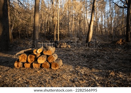 a horizontal picture of a pile of firewood at sunset in the forest