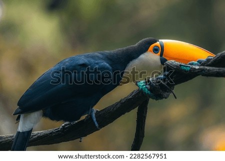 Animals in the wild. Toco Tucan (Ramphastos Toco) bird on a tree sitting on a branch in tropical forest or jungle. Unique bird with huge colorful beak.