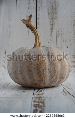 Low angle of pumpkin, squash, jack over white background