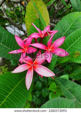 Pink frangipani flower or Plumeria rubra that is blooming in the garden