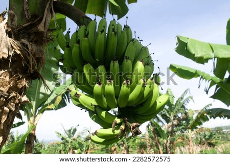 Banana tree bears lots of fresh bananas