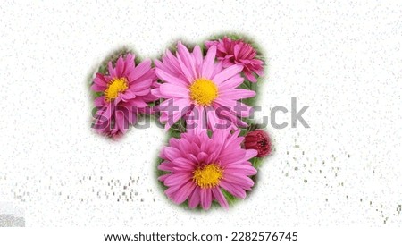 Hardy chrysanthemums pink flower plant with black dots edited white background


